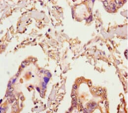 Polyclonal Rabbit anti-Human MICAL2 Antibody