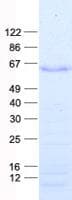 Human MFAP1 Protein (Recombinant His, N-Terminal)