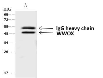 Polyclonal Rabbit anti-Human WWOX Antibody (IHC, IF, WB)