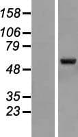 ZNF79 Protein (Over-Expression Lysate Myc-DDK (Flag))