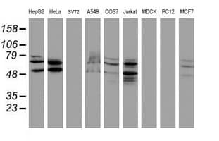SENP2 Antibody (aa139-523, clone OTI3D3, Carrier-free)