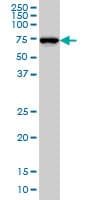 NEDD1 Antibody (clone 7D10)