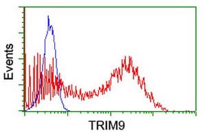 SPRING / TRIM9 Antibody (aa284-669, clone OTI3C9, Carrier-free)