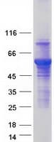 Human ATL3 Protein (Recombinant Myc-DDK (Flag))