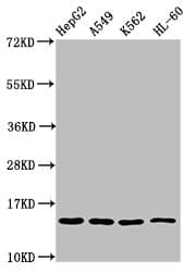 H2AFZ / H2A.z Antibody