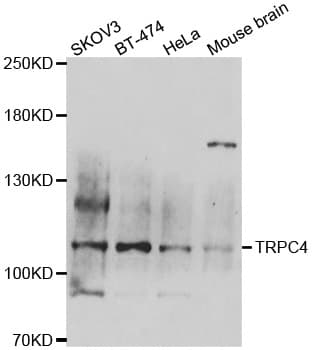 TRPC4 Antibody