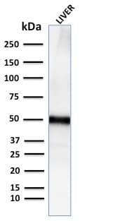 PLIN2 / ADFP / Adipophilin Antibody (aa 249-376, clone ADFP/2755R, Azide-free, Carrier-free)