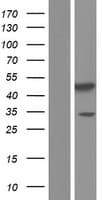 PDK3 Protein (Over-Expression Lysate Myc-DDK (Flag))