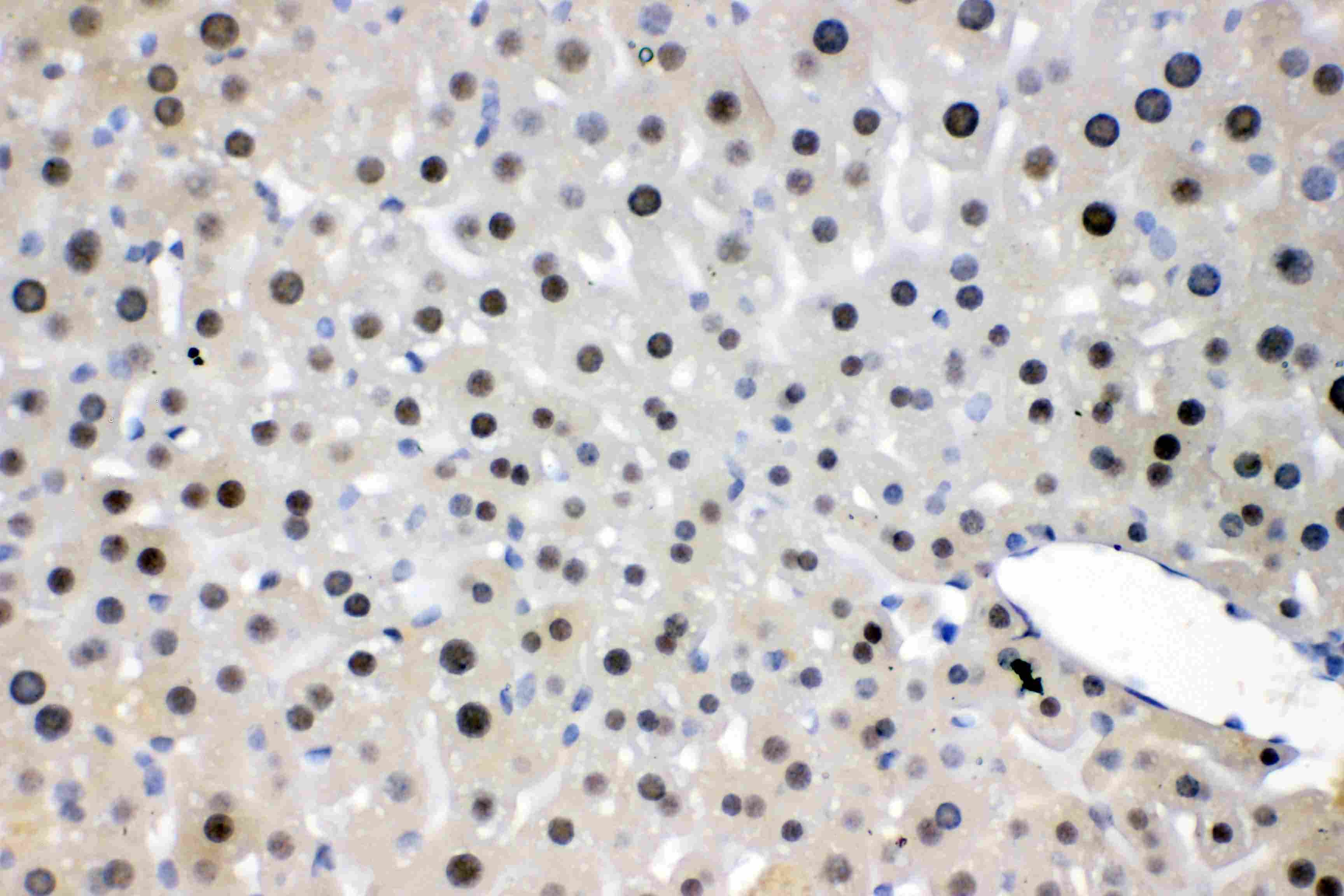 NFIA / Nuclear Factor 1 Antibody
