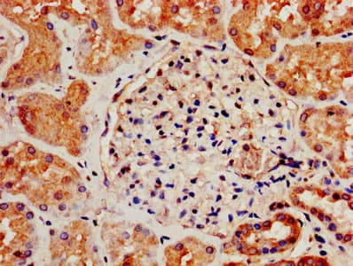 SIPR3 / EDG3 / S1P3 Antibody