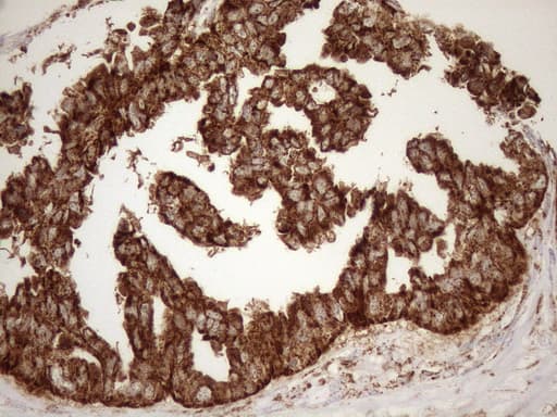 SHMT / SHMT2 Antibody (clone OTI3E9)