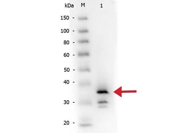 Polyclonal Rabbit anti-Pig CPB / Carboxypeptidase B Antibody (Lyophilized, Biotin, WB)