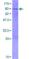 Human LDHD / Lactate Dehydrogenase D Protein (Recombinant GST)