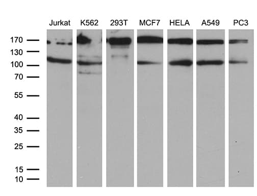 NIRF / UHRF2 Antibody (aa1-288, clone OTI4E10)