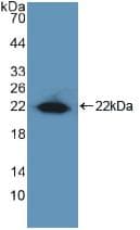 ZIF268 / EGR1 Antibody (aa282-433)