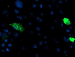 ENPEP / Aminopeptidase A Antibody (clone OTI4G8)