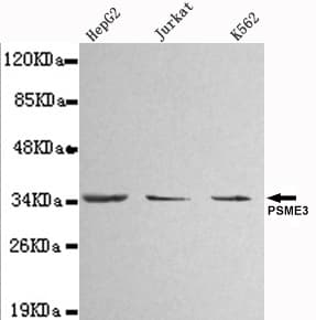 PSME3 Antibody