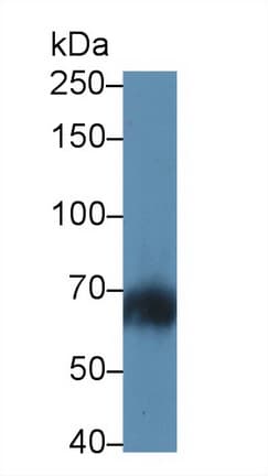 SH2B3 / LNK Antibody (aa335-561)