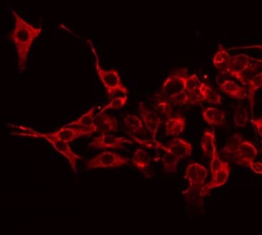 LBP Antibody