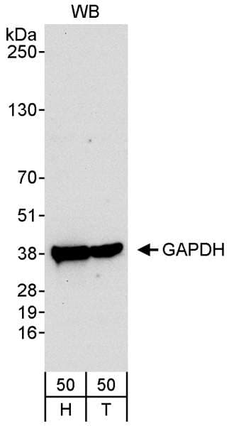 GAPDH Antibody (aa300-C-term)