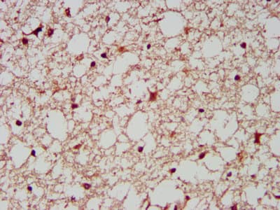 AIMP1 / EMAP II Antibody