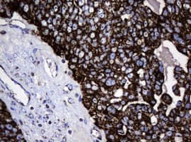 HSPD1 / HSP60 Antibody (clone OTI6F11, Carrier-free)