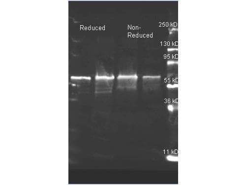 Polyclonal Goat anti-Alcaligenes Choline Oxidase Antibody (WB)
