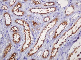 EMA / MUC1 Antibody (clone OTI3A7)