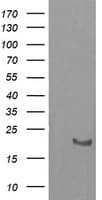 HRAS / H-Ras Antibody (clone OTI1C8, Carrier-free)