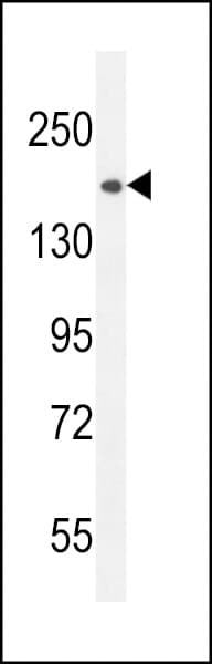 CEP164 Antibody (aa246-274)