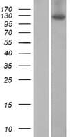 ZSWIM4 Protein (Over-Expression Lysate Myc-DDK (Flag))
