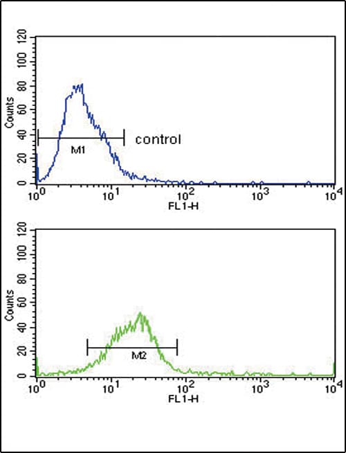HSPA8 / HSC70 Antibody (aa82-110)