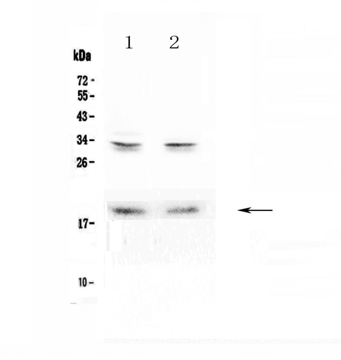 Polyclonal Rabbit anti-Human PTN / Pleiotrophin Antibody (WB)