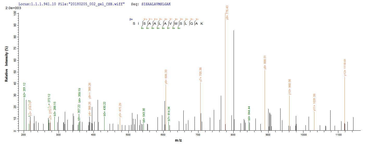 Mouse Serpina3n Protein (Recombinant 6His-SUMO, N-terminus)