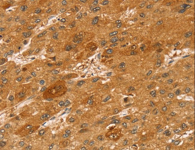 STX2 / Syntaxin 2 Antibody