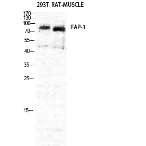 FAP Alpha Antibody (300-380 aa, Internal)