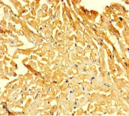 BF1 / FOXG1 Antibody