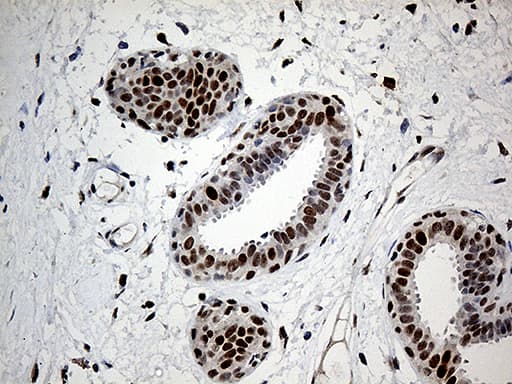 RFC3 Antibody (clone OTI1C7)
