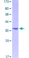 Human IDO1 / IDO Protein (Recombinant GST, N-terminus)