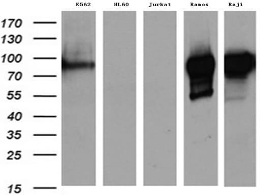 MME / CD10 Antibody (aa411-750, clone UMAB235, Carrier-free)