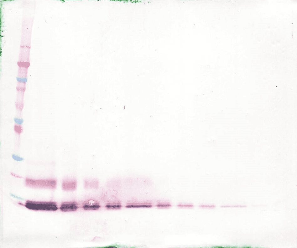 Polyclonal Goat anti-Human CCL13 / MCP4 Antibody (WB)