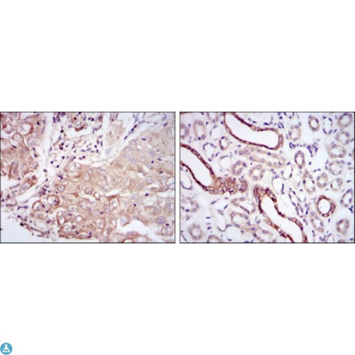 PODXL / Podocalyxin Antibody