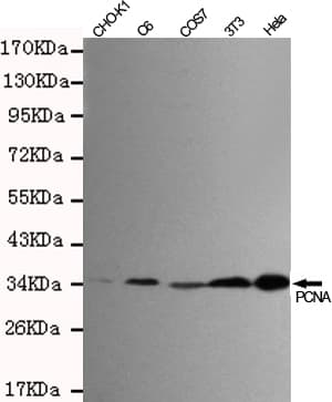PCNA Antibody