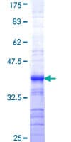 Human RNF10 Protein (Recombinant GST, N-terminus)