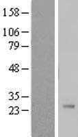 PSG11 Protein (Over-Expression Lysate Myc-DDK (Flag))