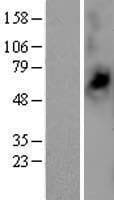 SLC16A14 / MCT14 Protein (Over-Expression Lysate Myc-DDK (Flag))