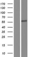 BAF60C / SMARCD3 Protein (Over-Expression Lysate Myc-DDK (Flag))