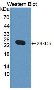 NT5M Antibody (APC, Cy7)