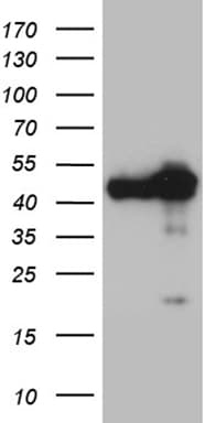 WDR77 / MEP50 Antibody (aa1-250, clone OTI1F7)
