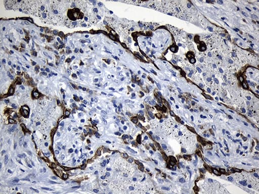 NAF-1 / CISD2 Antibody (clone OTI4D12)
